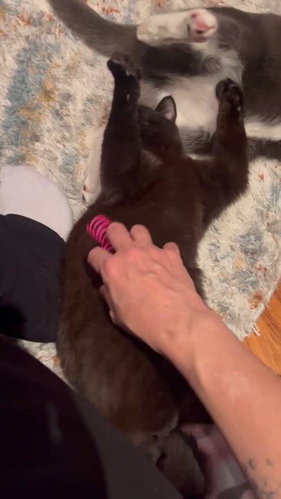 Enlarge Willy, an adopted mixed breed in Melrose, MA video 4/5