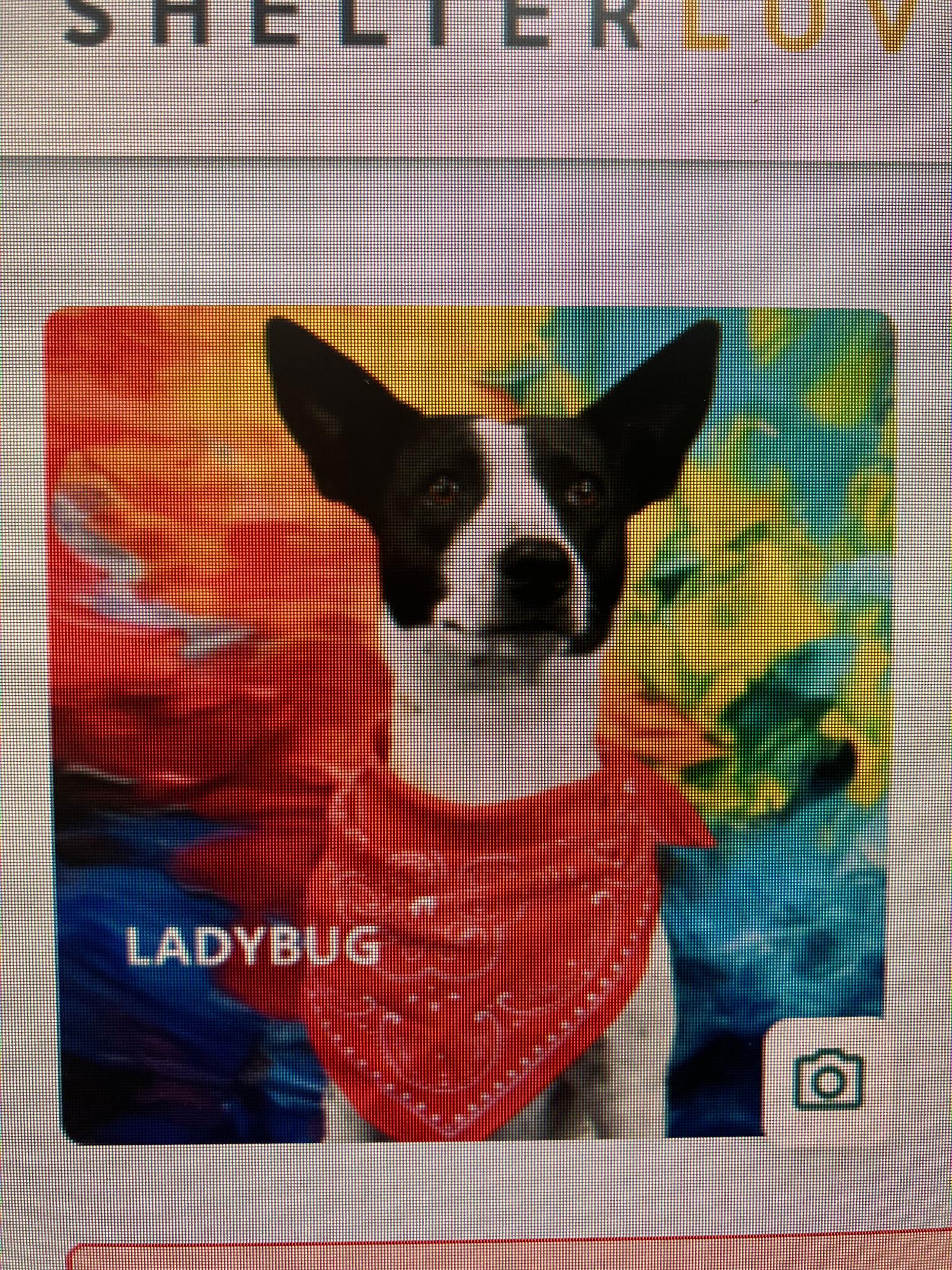 Enlarge Ladybug, a Adopted mixed breed in Yarnell, AZ image 4/5