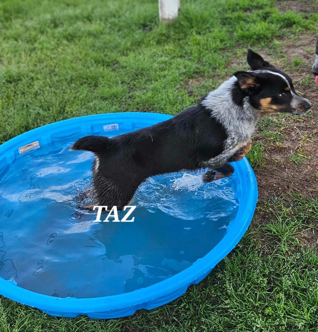 Taz, a Adopted mixed breed in Chipley, FL image 1/3