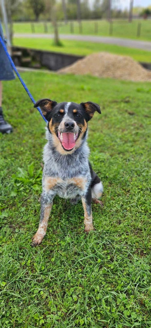Taz, a Adopted mixed breed in Chipley, FL image 2/3