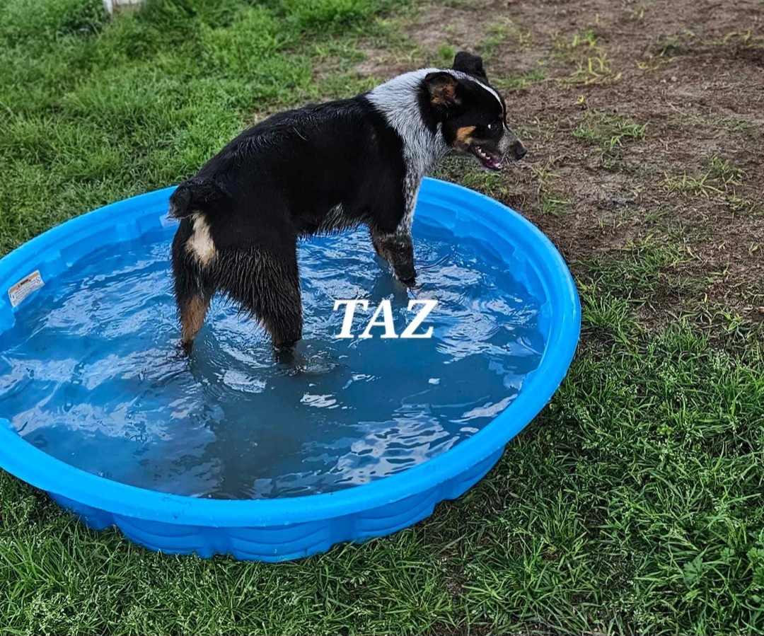 Taz, a Adopted mixed breed in Chipley, FL image 3/3