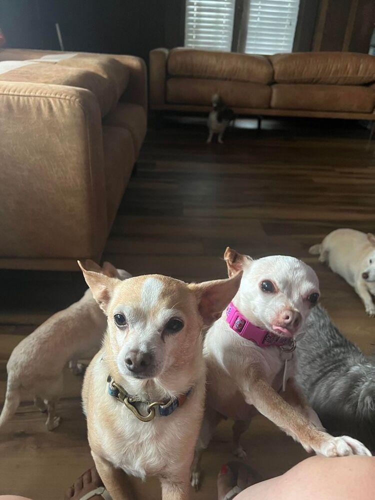 Addie, Adopted, Adult Female Chihuahua.