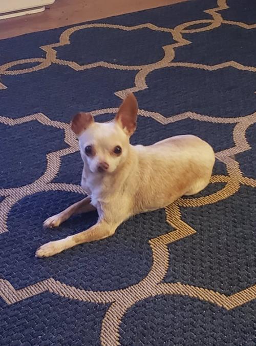 Addie, a Adopted mixed breed in Claremont, CA image 2/4