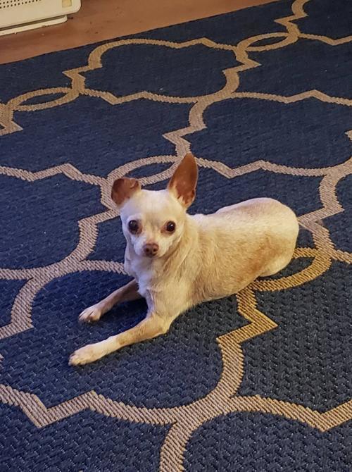 Addie, a Adopted mixed breed in Claremont, CA image 3/4