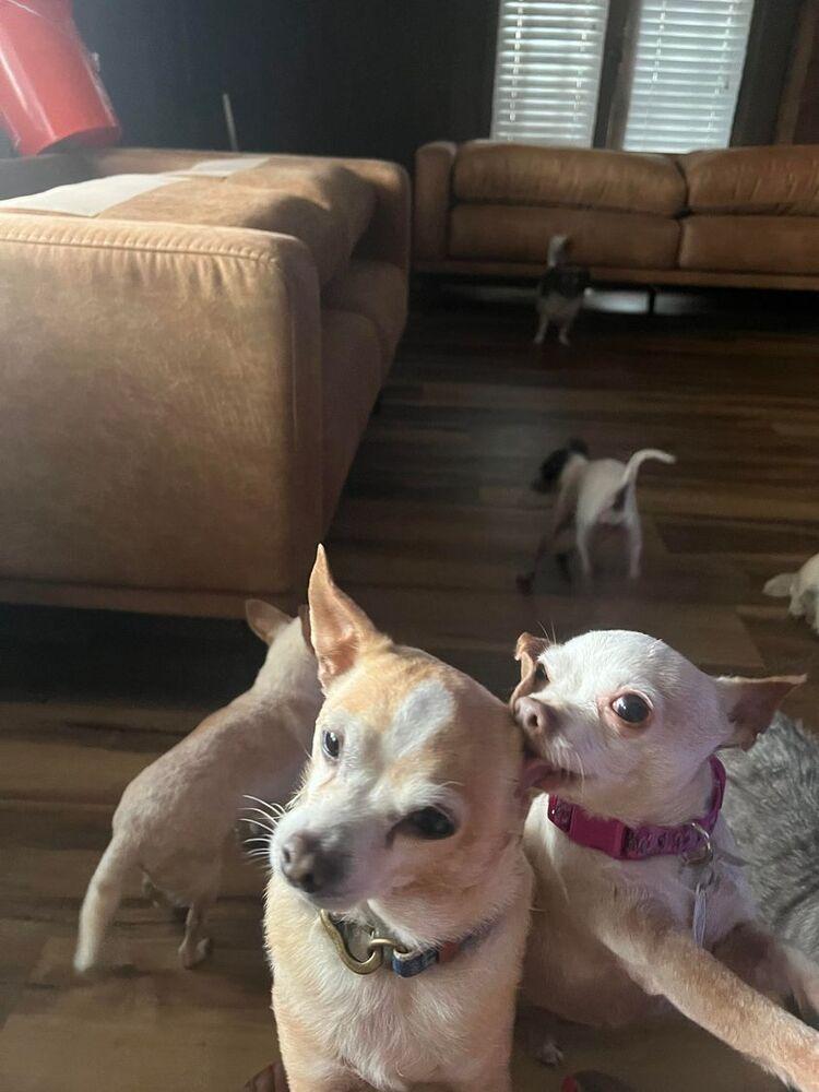 Addie, a Adopted mixed breed in Claremont, CA image 4/4