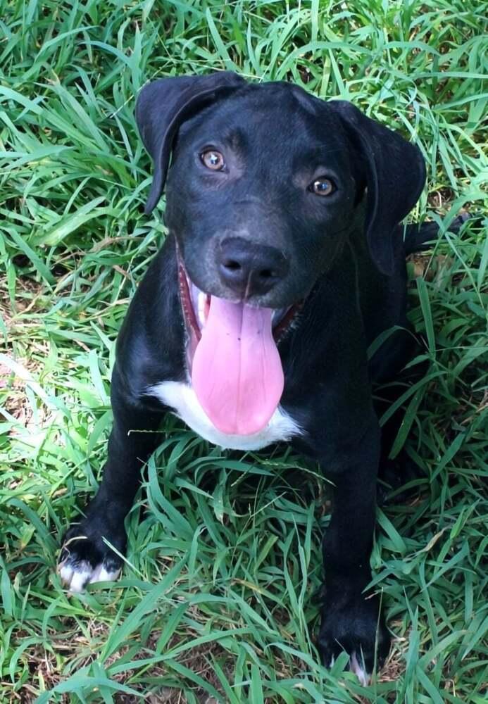 Yukon, Adoptable, Puppy Male Labrador Retriever.