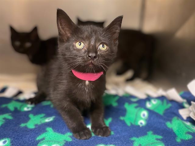 Enlarge FRUIT LOOP, a Adoptable Domestic Short Hair in Fort Wayne, IN image 1/1