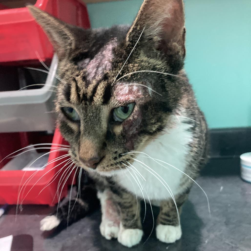 Enlarge Cleo, a Adoptable Domestic Short Hair in Marion, VA image 1/2