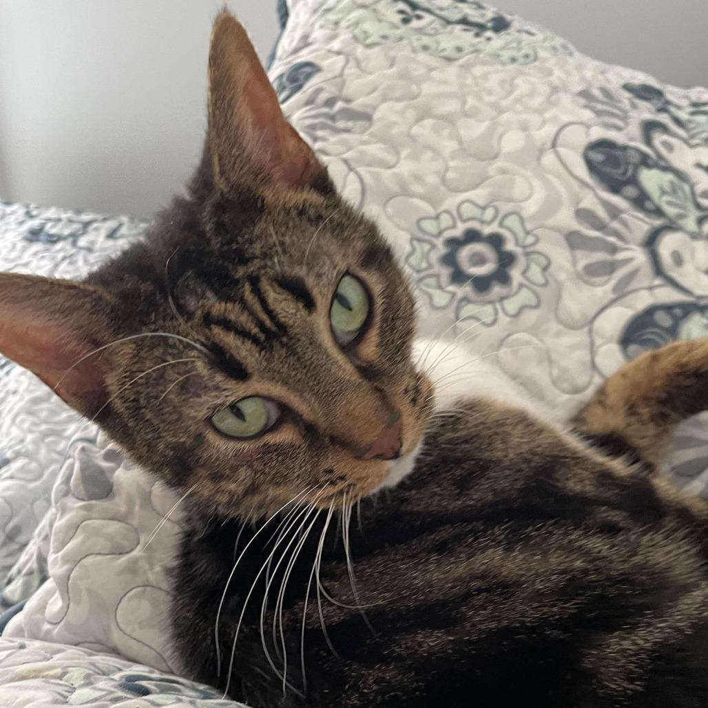 Enlarge Cleo, a Adoptable Domestic Short Hair in Marion, VA image 2/2