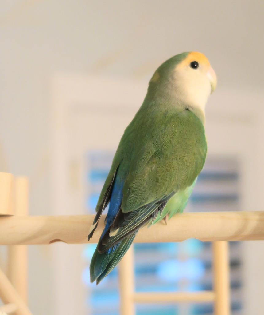 Enlarge Renee, a Adoptable Lovebird in Ballwin, MO image 1/6