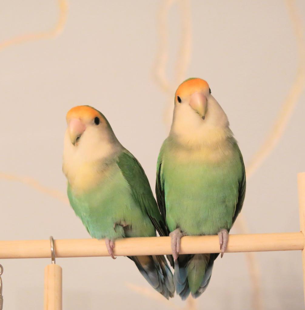 Enlarge Renee, a Adoptable Lovebird in Ballwin, MO image 2/6