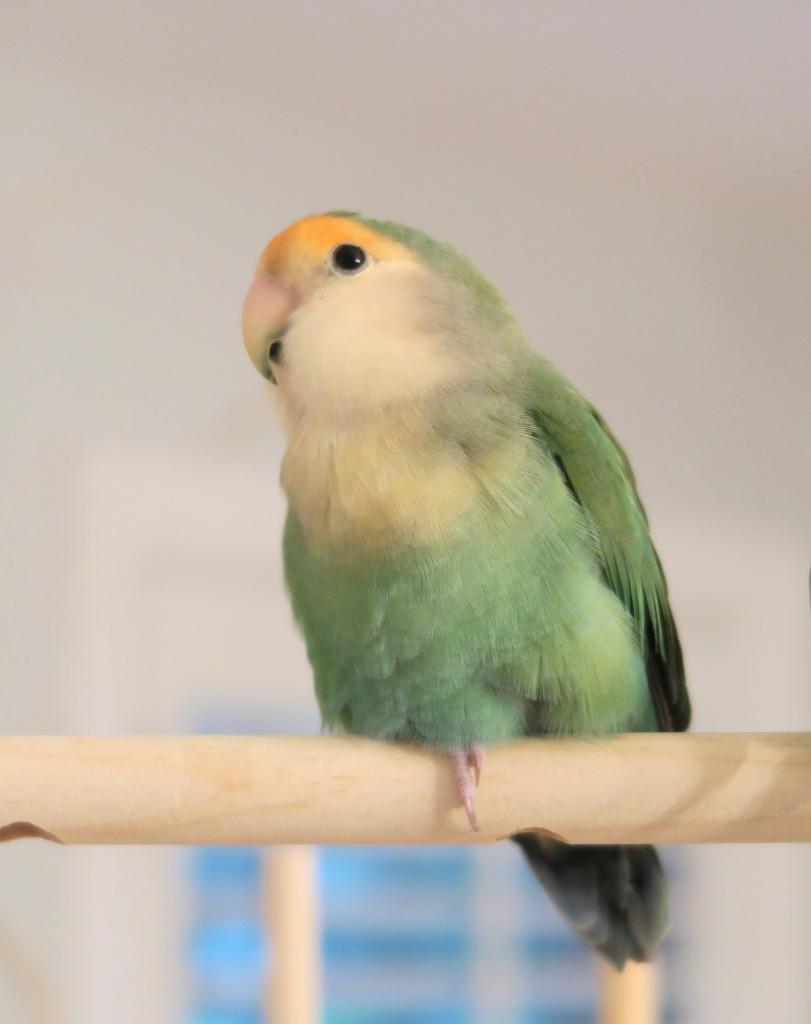 Enlarge Renee, a Adoptable Lovebird in Ballwin, MO image 3/6