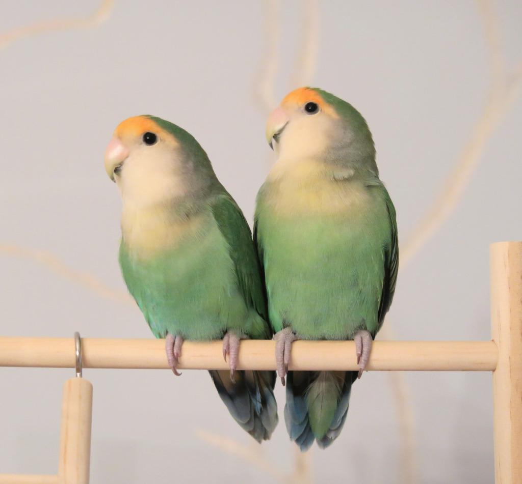 Enlarge Renee, a Adoptable Lovebird in Ballwin, MO image 4/6