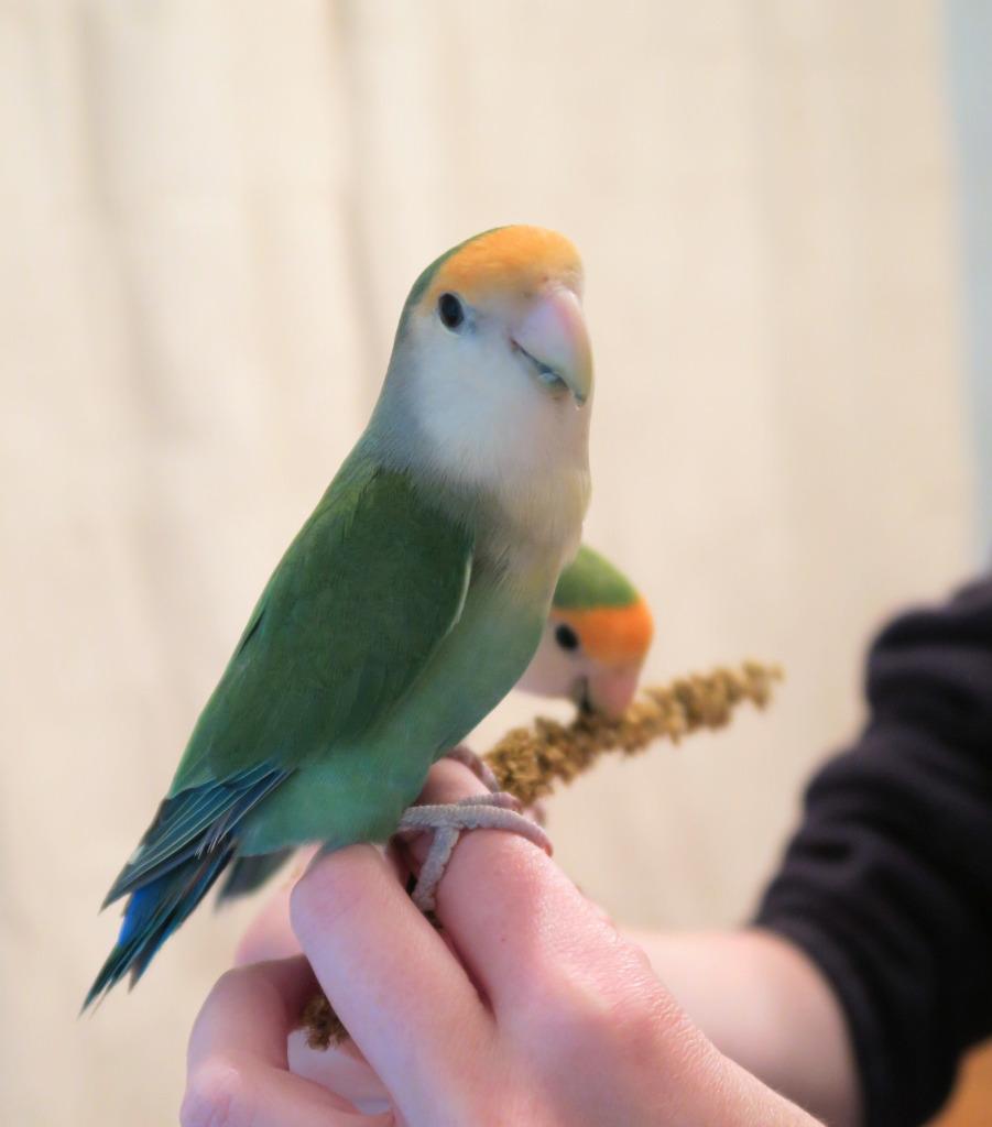 Enlarge Renee, a Adoptable Lovebird in Ballwin, MO image 5/6