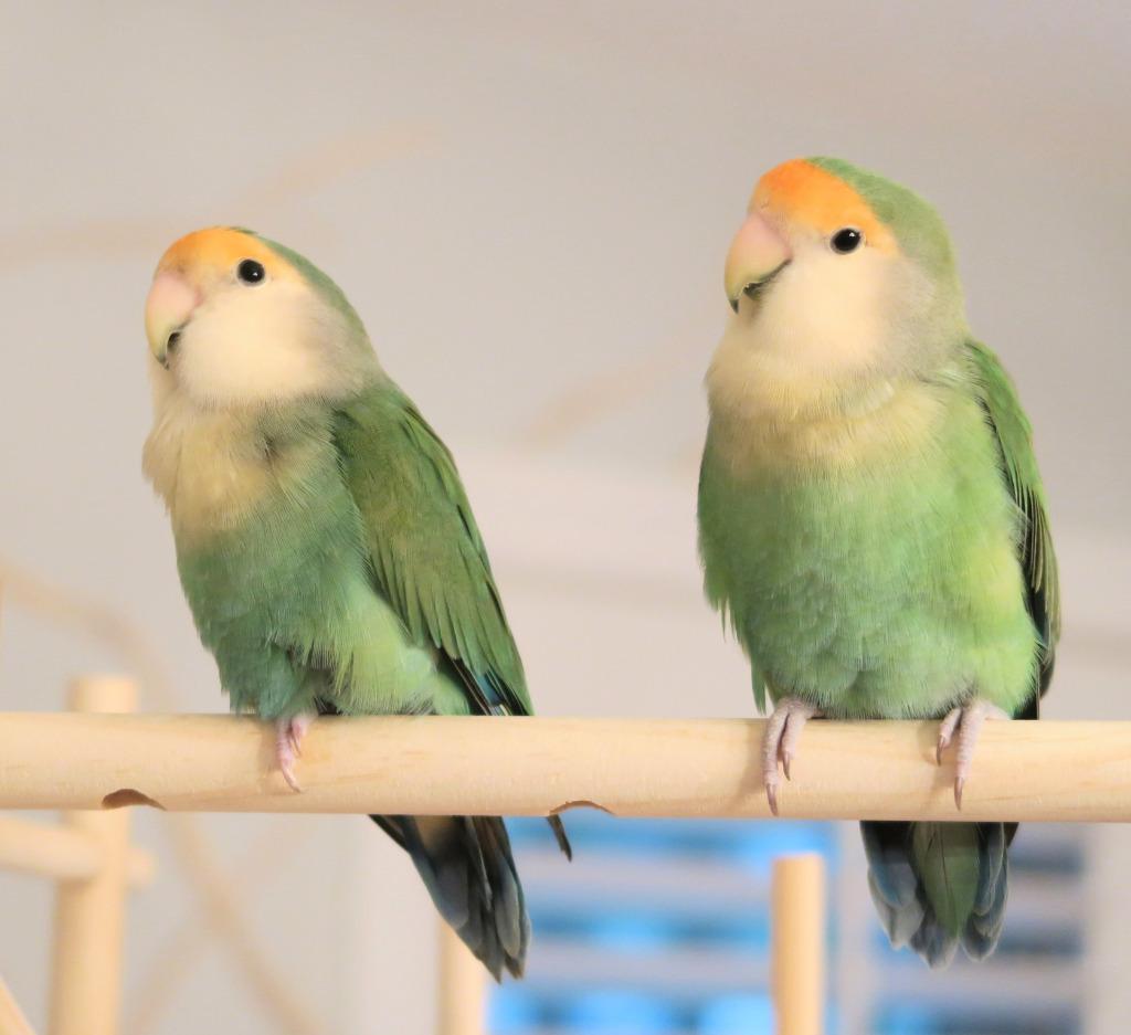 Enlarge Renee, a Adoptable Lovebird in Ballwin, MO image 6/6