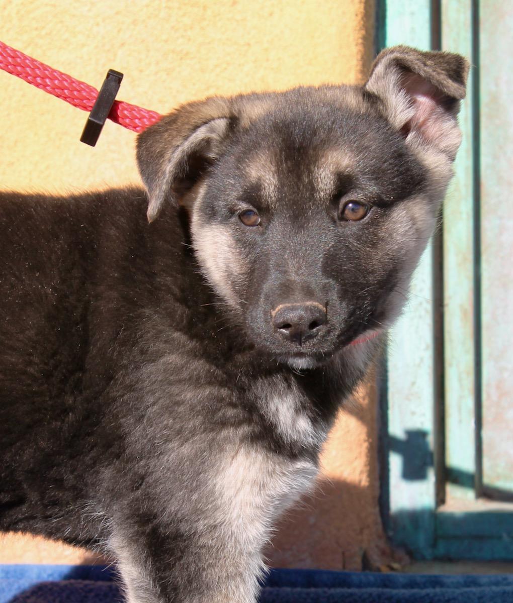 Enlarge Aurora, a ADOPTABLE mixed breed in Albuquerque, NM image 5/6