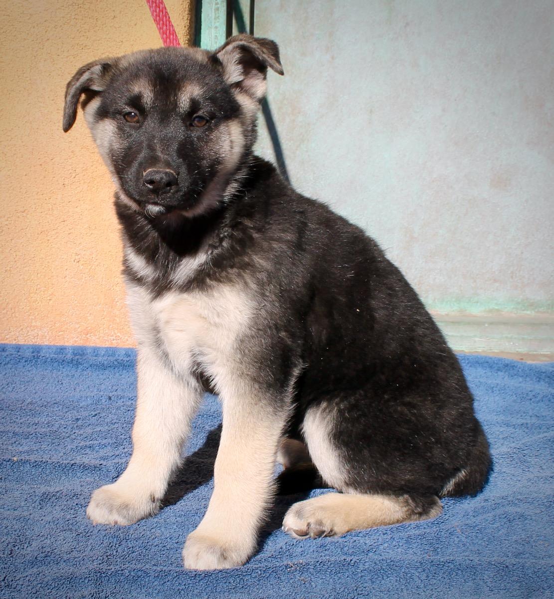 Enlarge Aurora, a ADOPTABLE mixed breed in Albuquerque, NM image 2/6