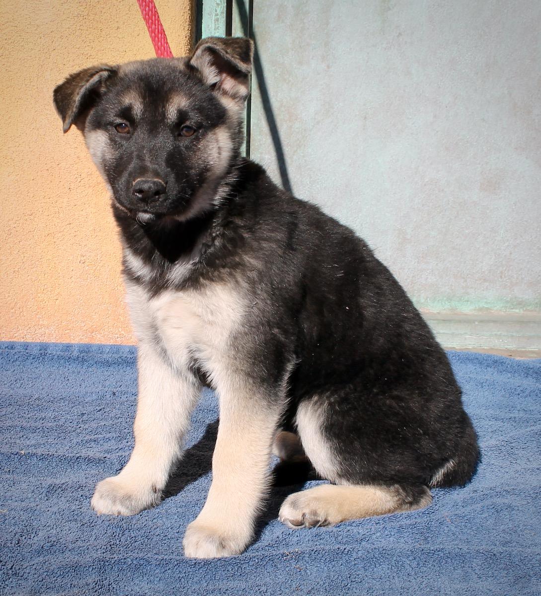 Enlarge Aurora, a ADOPTABLE mixed breed in Albuquerque, NM image 6/6