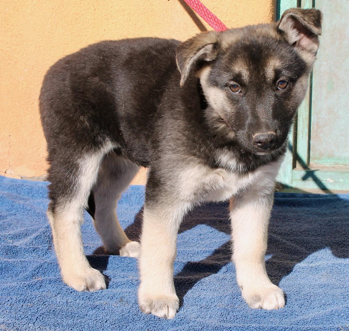 Enlarge Aurora, a ADOPTABLE mixed breed in Albuquerque, NM image 4/6
