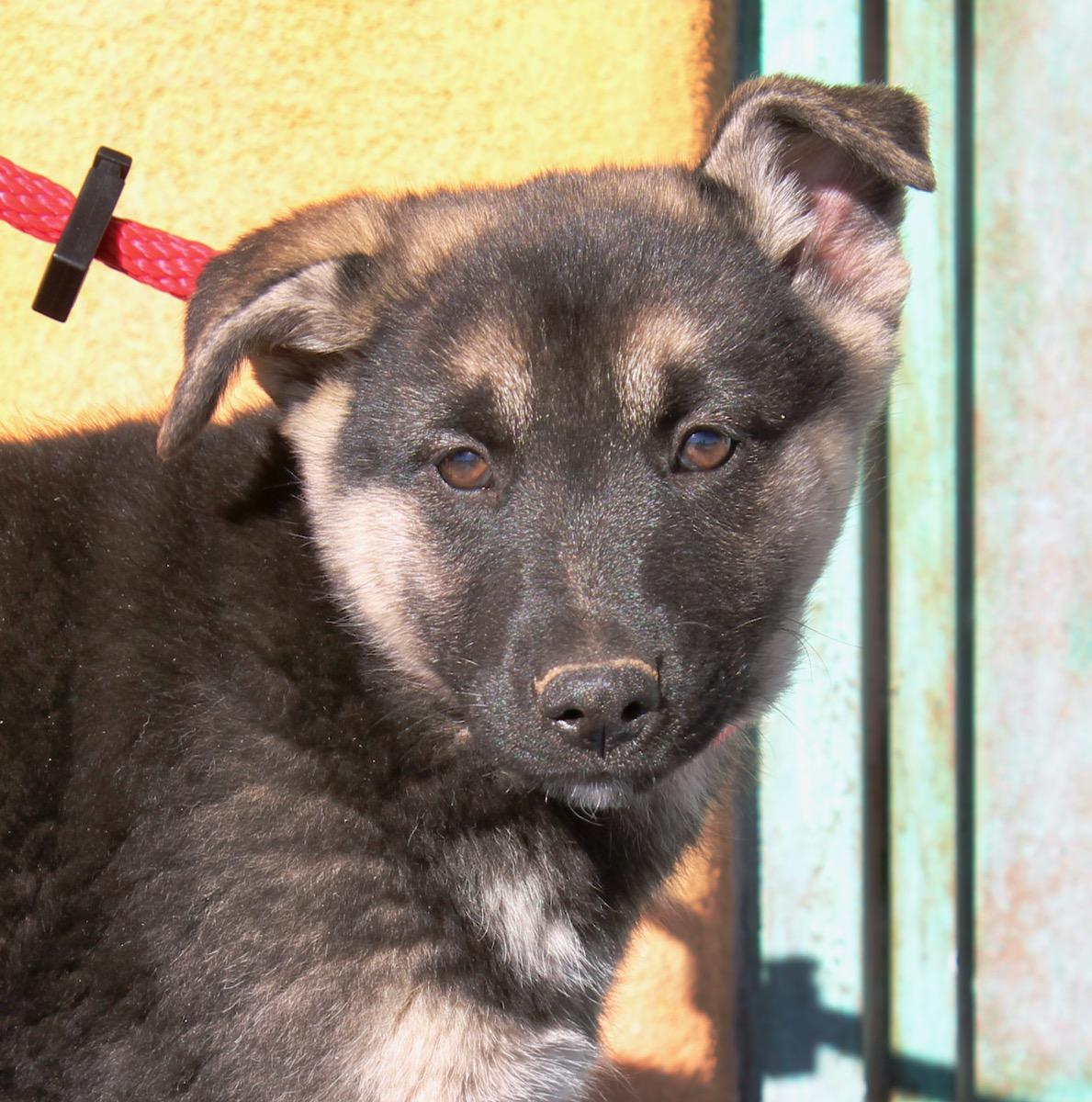 Enlarge Aurora, a ADOPTABLE mixed breed in Albuquerque, NM image 3/6