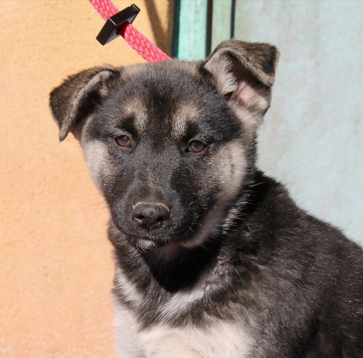 Enlarge Aurora, a ADOPTABLE mixed breed in Albuquerque, NM image 1/6