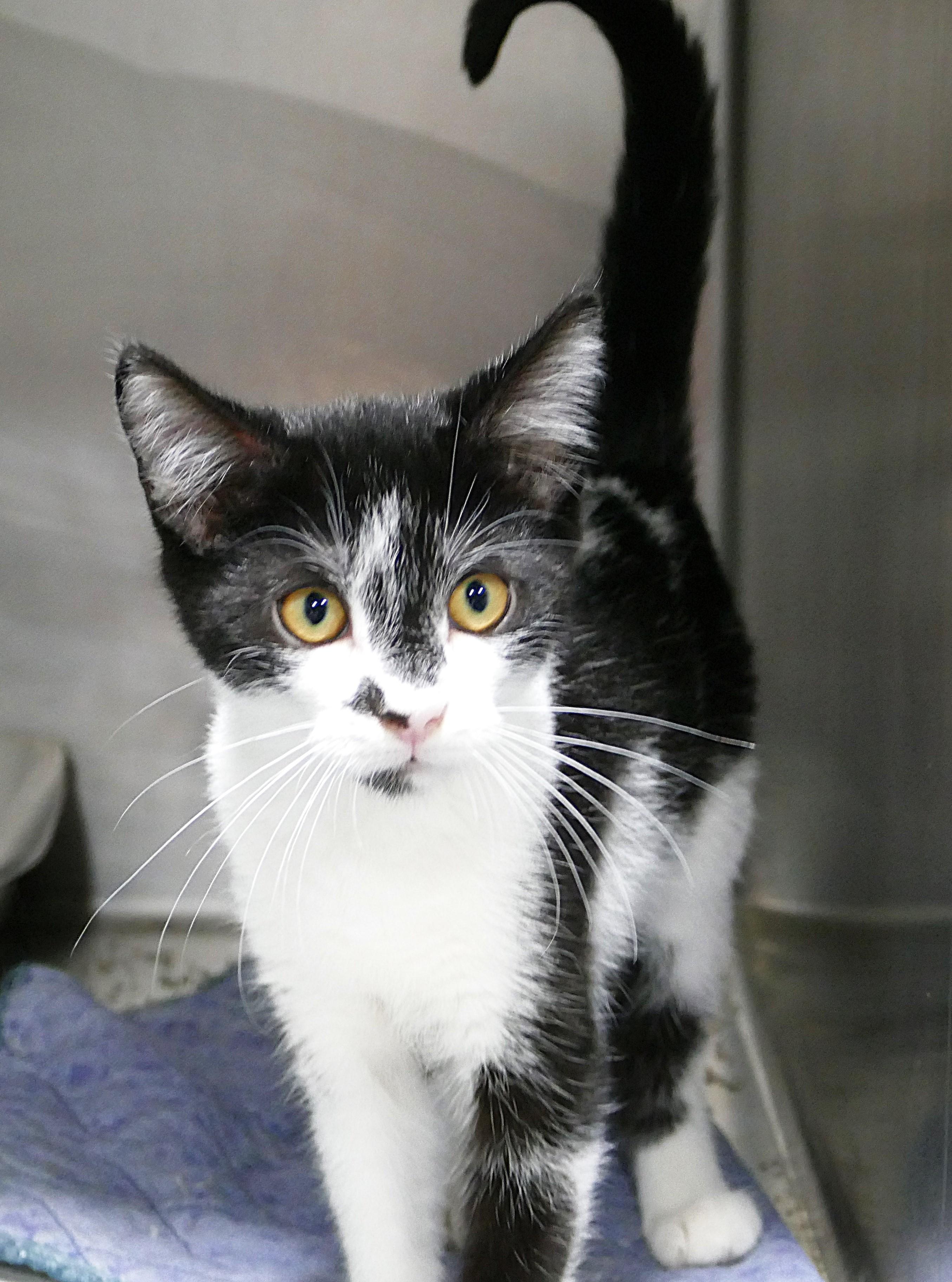 FRANCISCO, a ADOPTABLE mixed breed in Beechbottom, WV image 1/3