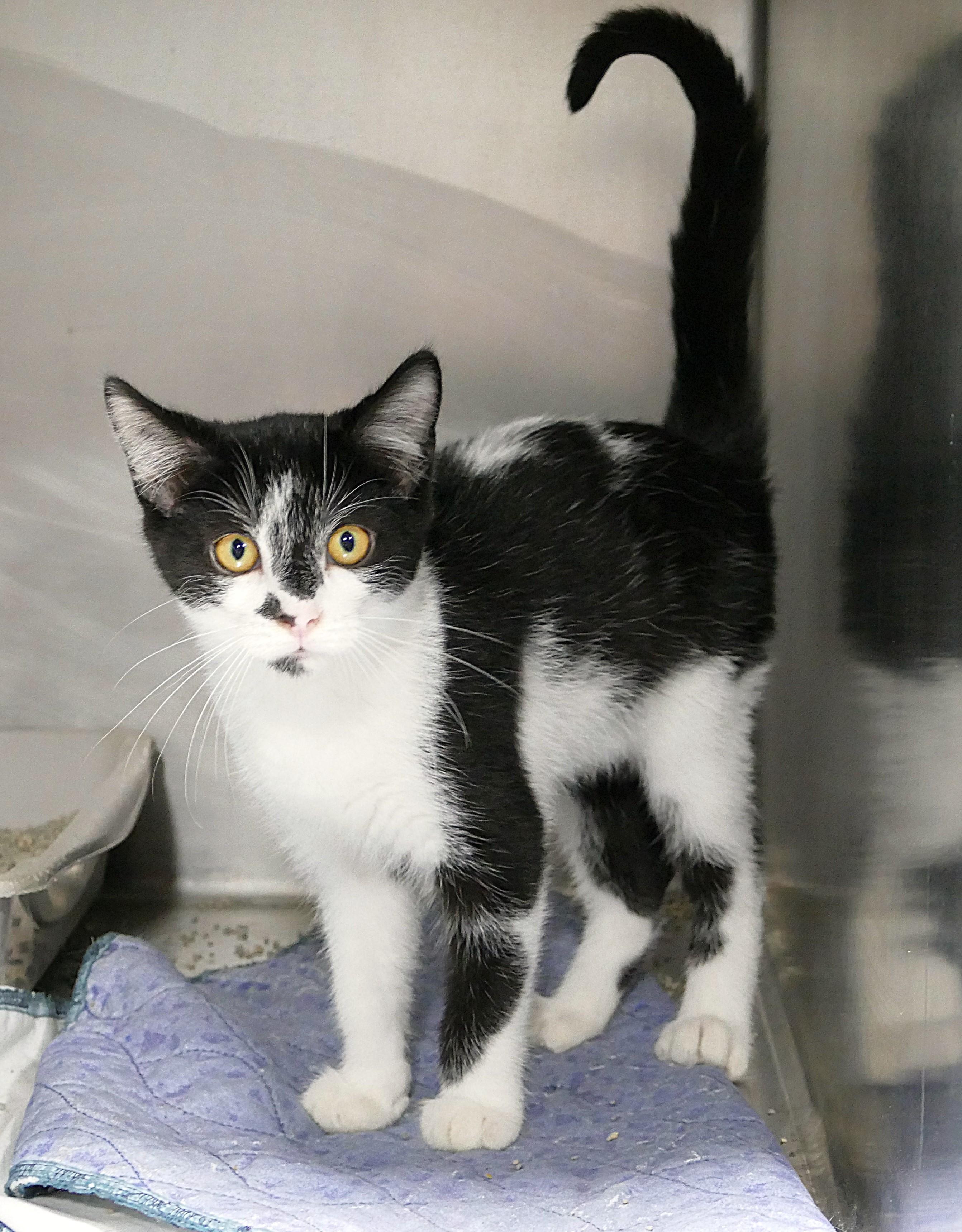 FRANCISCO, a ADOPTABLE mixed breed in Beechbottom, WV image 3/3