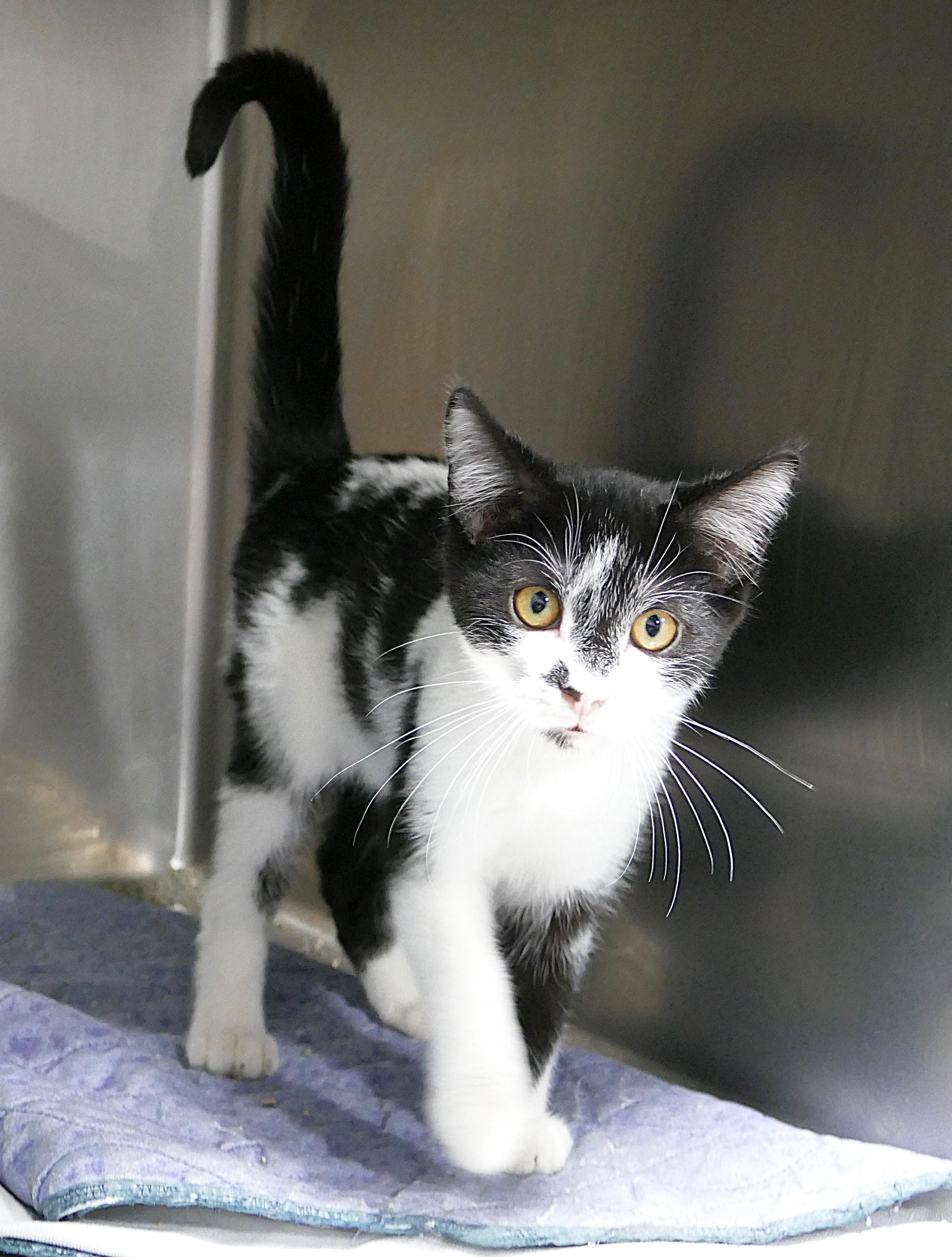 FRANCISCO, a ADOPTABLE mixed breed in Beechbottom, WV image 2/3