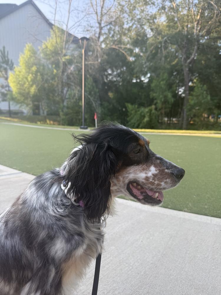 Enlarge Available for Adoption - Settie (TX, USA), a Adoptable English Setter in Humble, TX image 5/5
