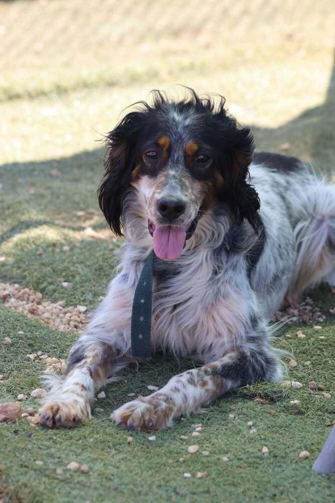 Enlarge Available for Adoption - Settie (TX, USA), a Adoptable English Setter in Humble, TX image 3/5