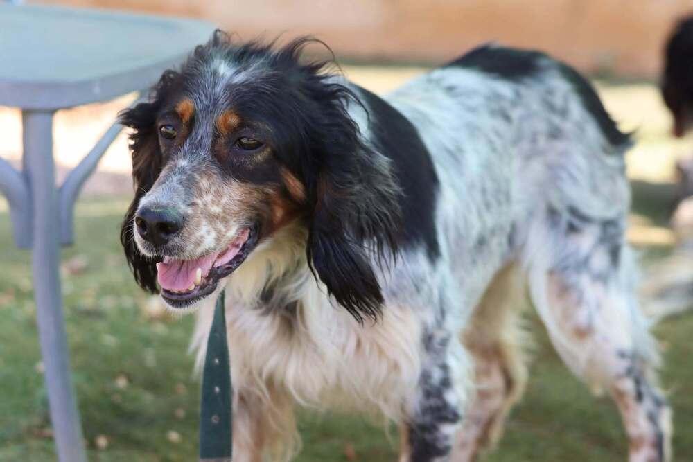 Enlarge Available for Adoption - Settie (TX, USA), a Adoptable English Setter in Humble, TX image 4/5