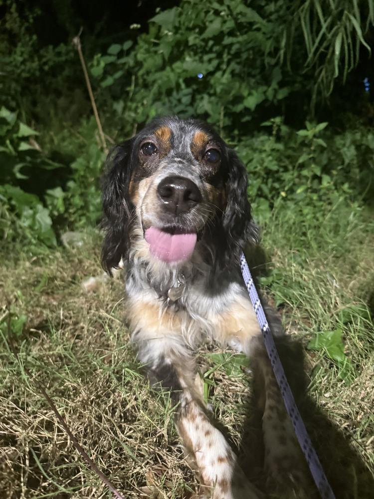 Enlarge Available for Adoption - Settie (TX, USA), a Adoptable English Setter in Humble, TX image 2/5