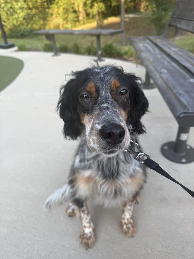 Available for Adoption - Settie (TX, USA), Adoptable, Young Female English Setter.
