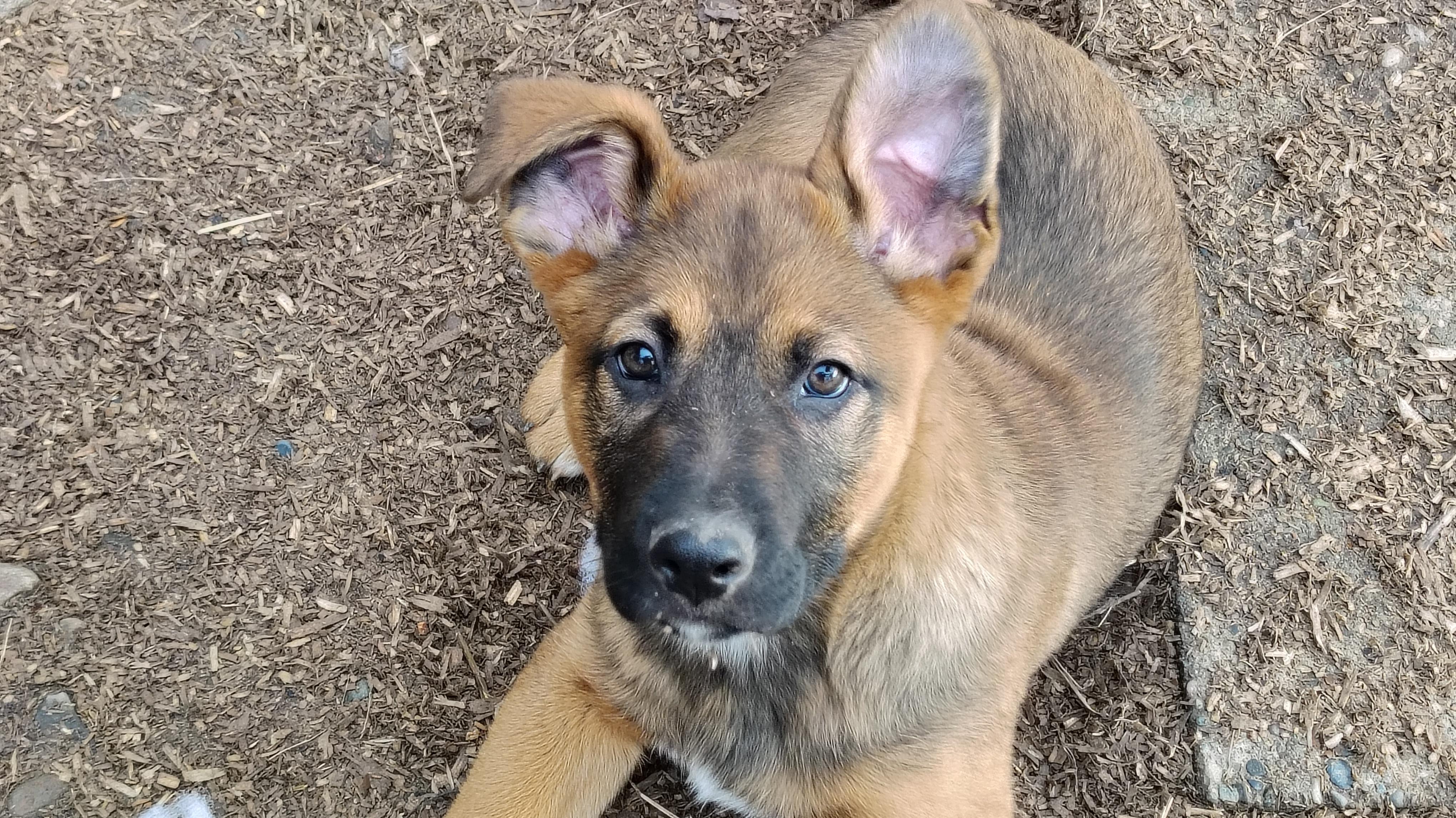 Enlarge Samm, an adopted mixed breed in Eatonville, WA image 1/1