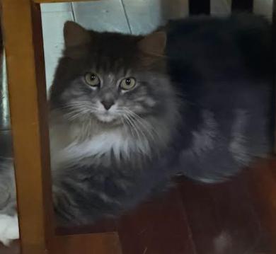 Enlarge Magnolia, an adopted Domestic Long Hair in Pickering, ON image 1/4