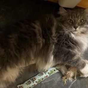 Enlarge Magnolia, an adopted Domestic Long Hair in Pickering, ON image 2/4