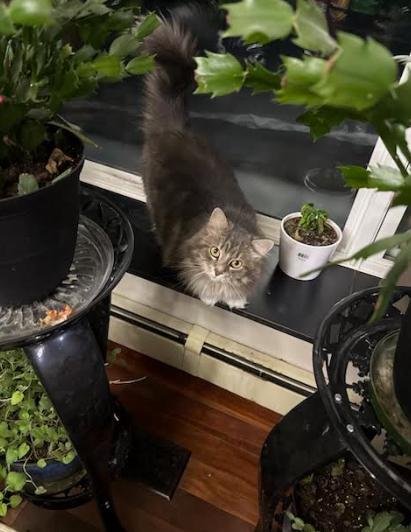 Enlarge Magnolia, an adopted Domestic Long Hair in Pickering, ON image 3/4