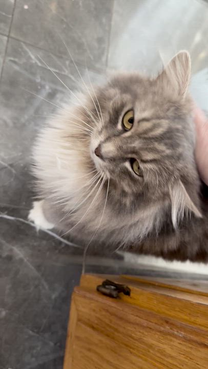 Enlarge Magnolia, an adopted Domestic Long Hair in Pickering, ON video 4/4