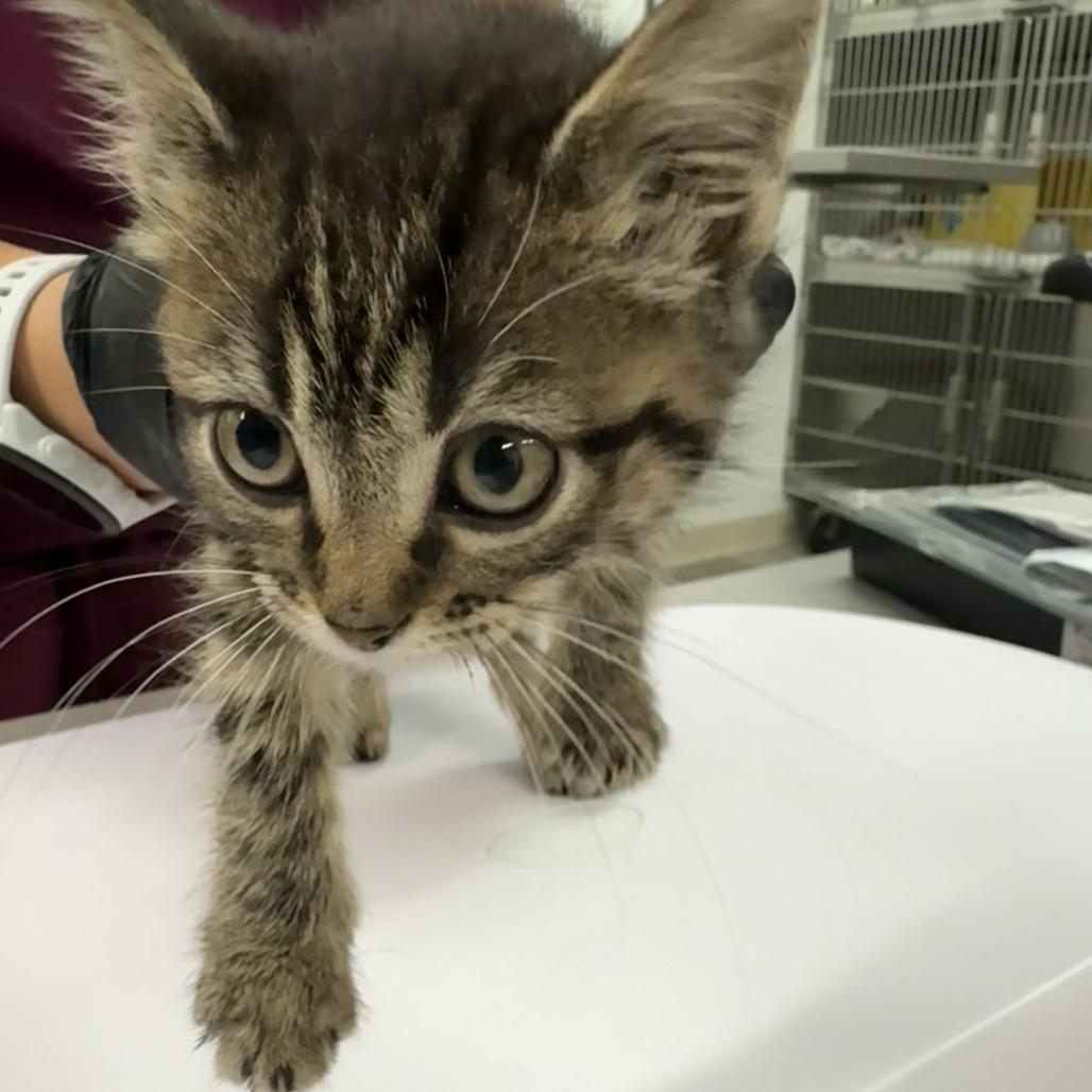 Enlarge Bubble Gum, a Adoptable Domestic Medium Hair in Manhattan, KS image 1/4