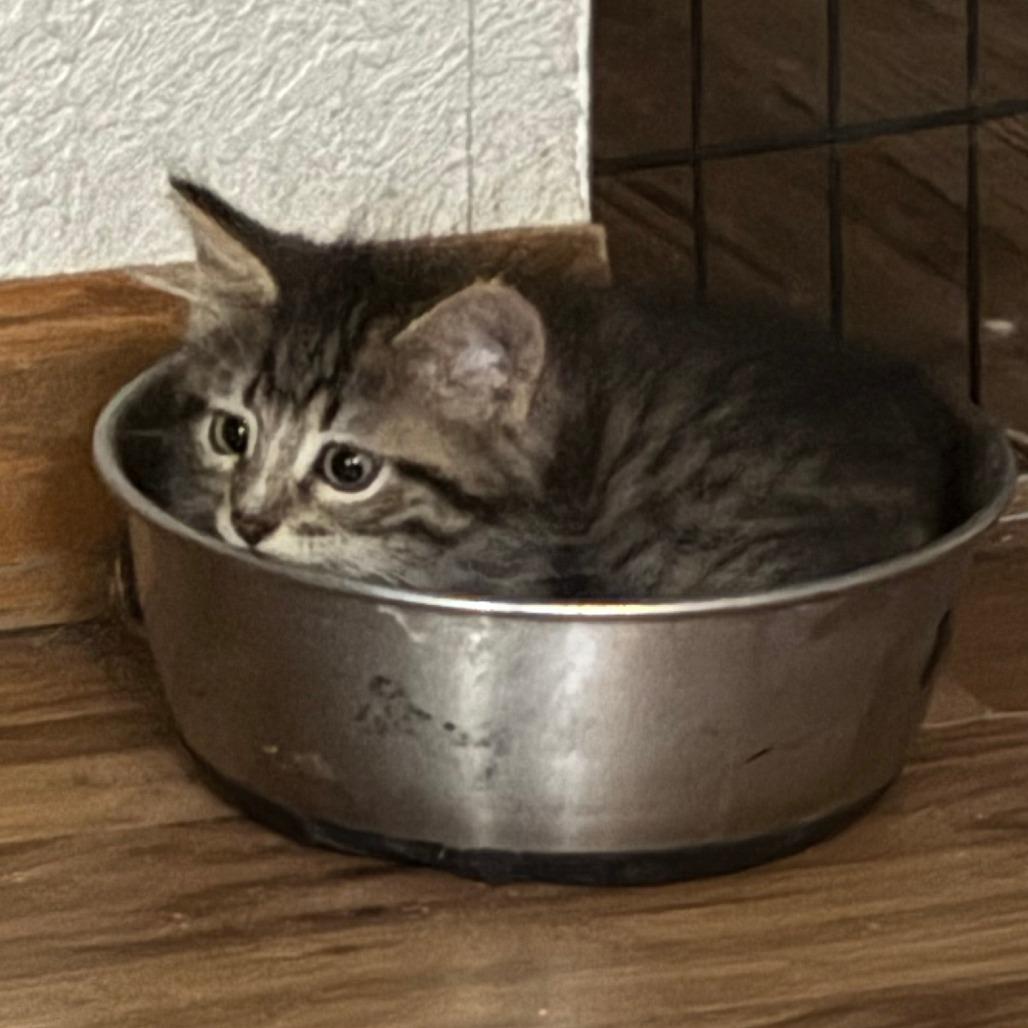 Enlarge Bubble Gum, a Adoptable Domestic Medium Hair in Manhattan, KS image 2/4