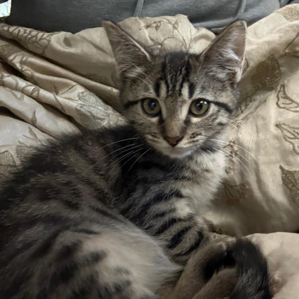 Enlarge Bubble Gum, a Adoptable Domestic Medium Hair in Manhattan, KS image 3/4