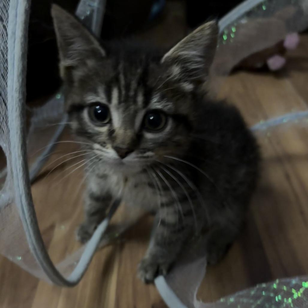 Enlarge Bubble Gum, a Adoptable Domestic Medium Hair in Manhattan, KS image 4/4