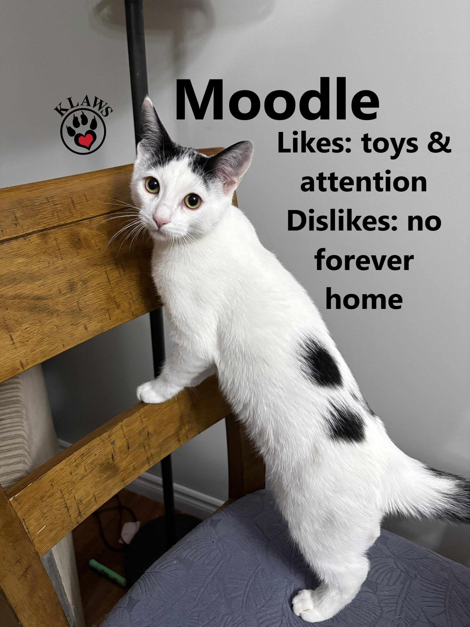 Moodle, Adoptable, Kitten Male Domestic Short Hair.