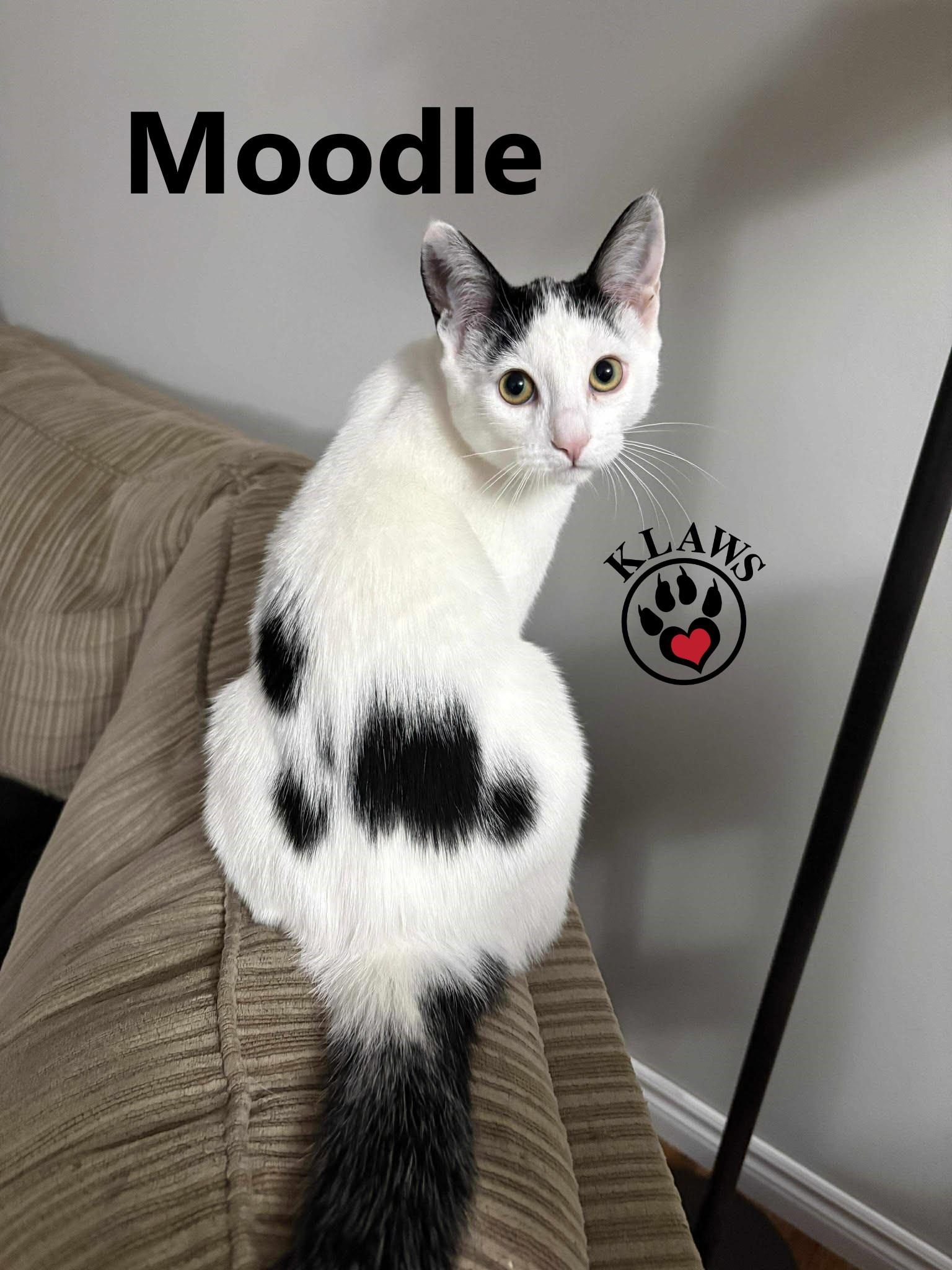 Moodle, Adoptable, Kitten Male Domestic Short Hair.