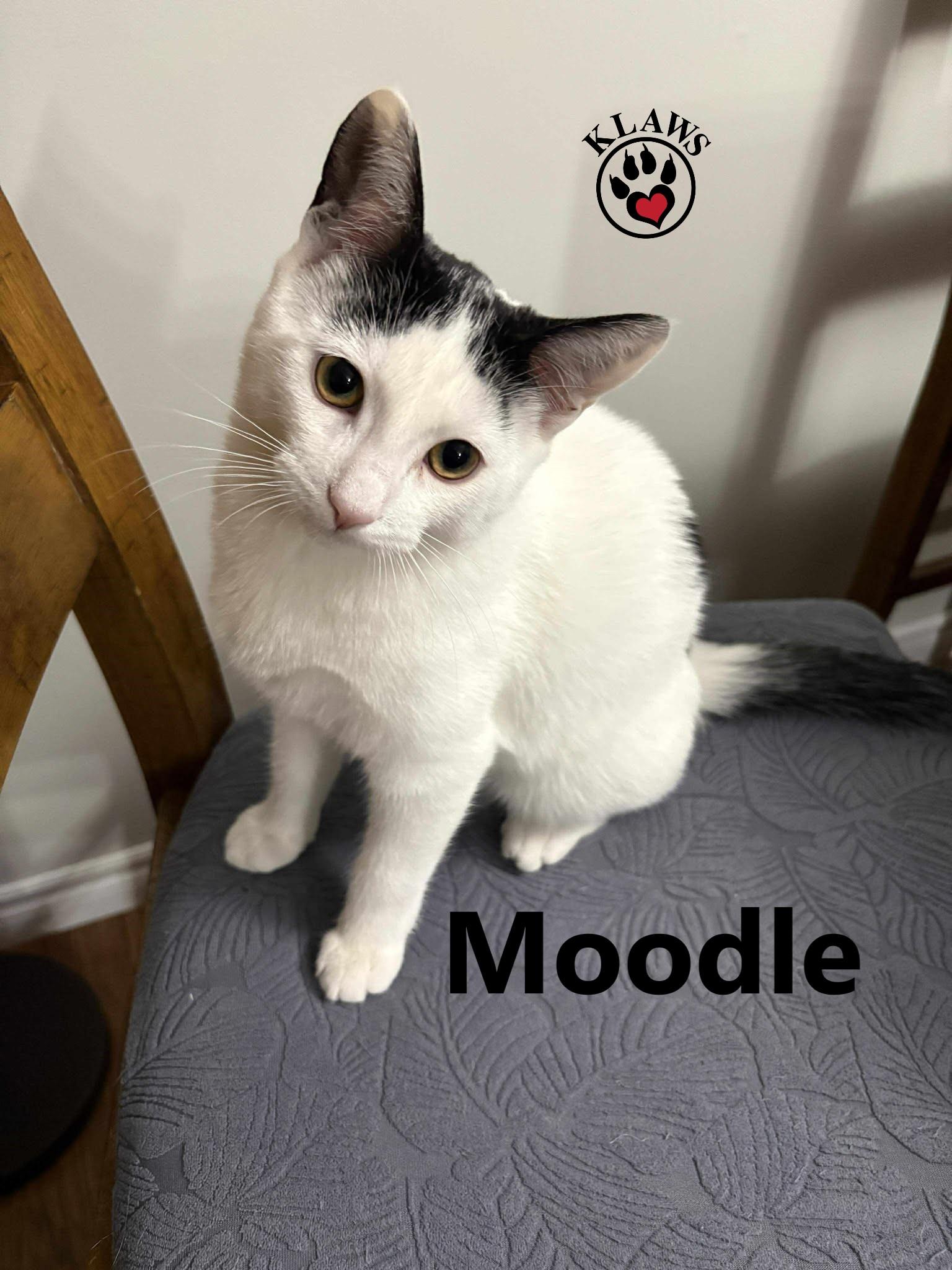 Enlarge Moodle, a Adoptable Domestic Short Hair in Lindsay, ON image 3/3