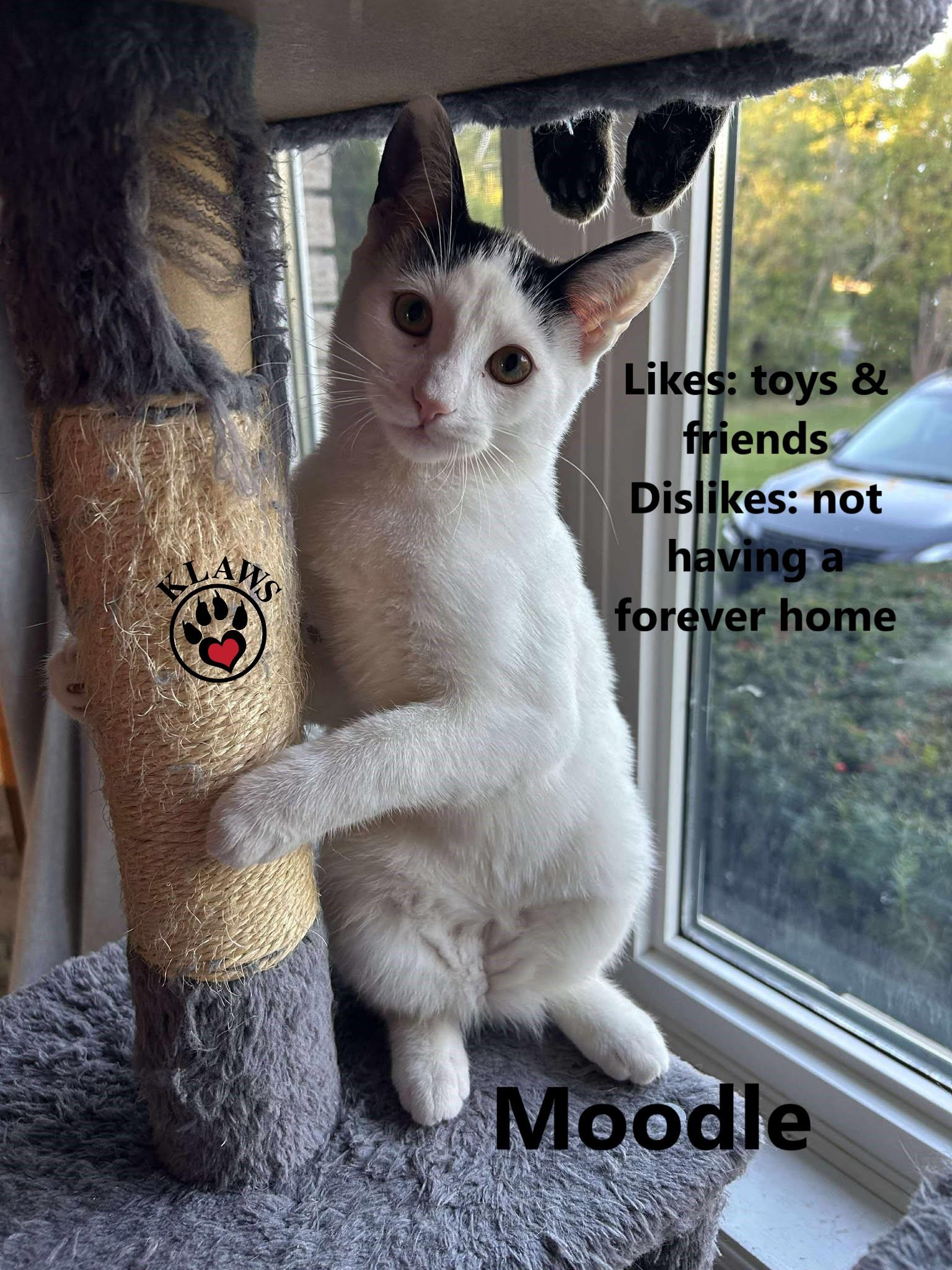 Enlarge Moodle, a Adoptable Domestic Short Hair in Lindsay, ON image 5/5