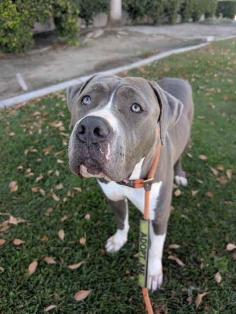 Enlarge LILLY- IN FOSTER, a Adoptable mixed breed in Redlands, CA image 1/1