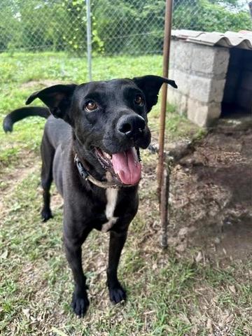Baxter, a Adoptable mixed breed in San Diego, CA image 2/5