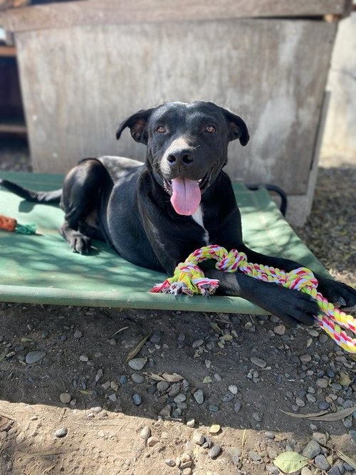 Baxter, a Adoptable mixed breed in San Diego, CA image 5/5