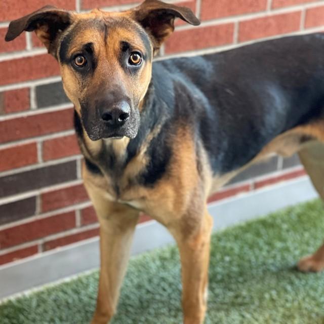Enlarge LONGFELLOW, a Adoptable German Shepherd Dog in Edmond, OK image 1/1